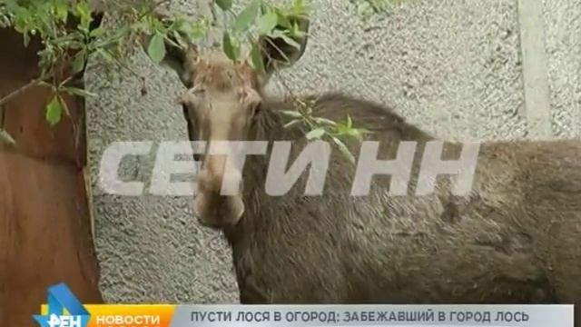 Лосиная миграция - в Автозаводском районе лось совершил набег на частный сектор смотреть онлайн