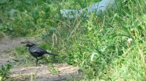 Белая Трясогузка черного цвета, птица меланист, Black wagtail