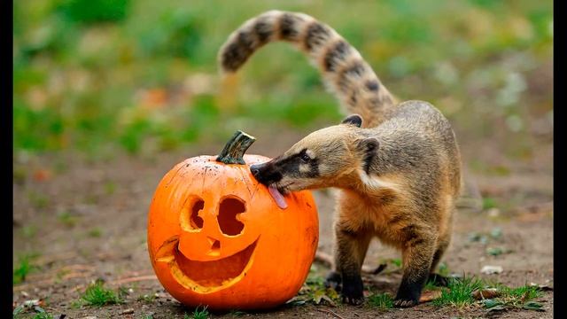 Животные на Хэллоуин: что делать с тыквой?? смотреть онлайн