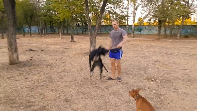 Учимся приносить палочку #amstaff #pitbull