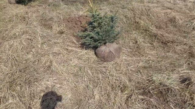 Голубые ели в саду у дома. Создаю уголок для расслабления, отдыха душой и телом смотреть онлайн