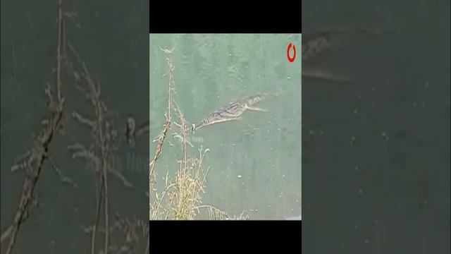Gharial animal, why is the gharial endangered | gharial critically endangered #Shorts смотреть онлайн