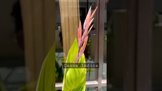 Canna indica (Lily) #plantshorts #gardening #plantcare #trendingshorts смотреть онлайн