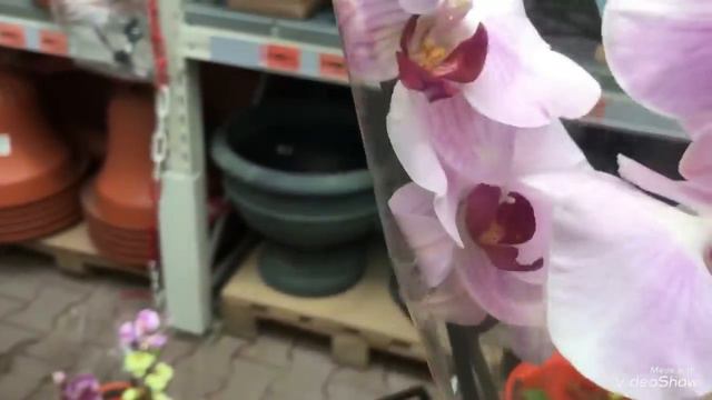 Уценённые Орхидеи в Оби от 35 рублей! Немного других цветов... смотреть онлайн
