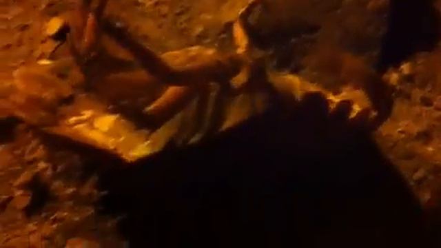 Лобстер смотреть онлайн