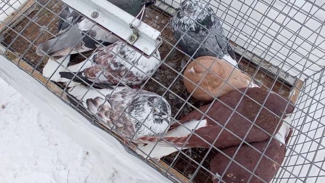 25.02.23 Ярмарка голубеводов в Тольятти, канал Олег Костяков смотреть онлайн