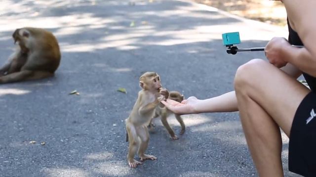 Тайланд, Зимовка на Пхукете 2017, Monkey Hill, минутное видео №3 смотреть онлайн