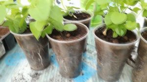 Ампельная петуния Парпл Вельвет. Черенкование, пересадка, материнское растение.