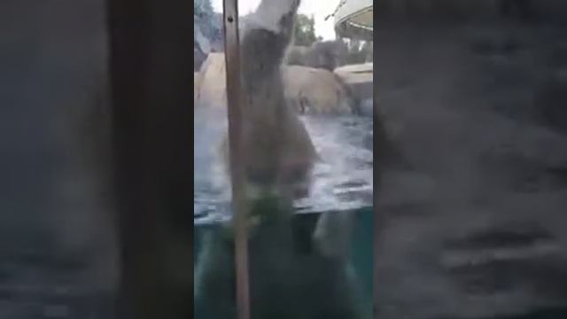 Копия видео "Белый медведь в зоопарке пытается съесть младенца" смотреть онлайн