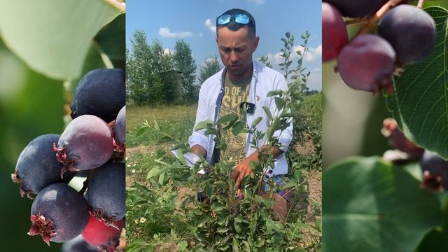 ? ИРГА СЛЕЙТ (SLEYT) ? Описание cамого сладкого сорта ирги. смотреть онлайн