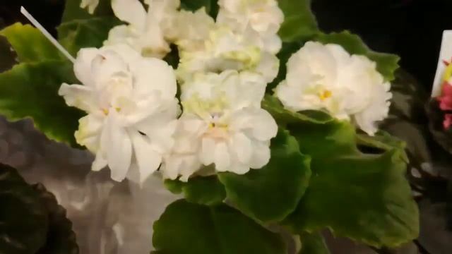 Фиалки на цветочной ярмарке в Ростове-на-Дону, стрептокарпусы, бегонии и другие смотреть онлайн