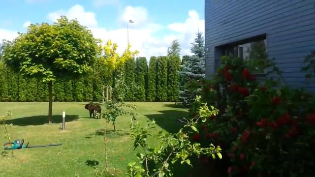 Обрезка туй живой изгороди в Москве тeл.: +7(999) 820-80-80 австрийское качество смотреть онлайн