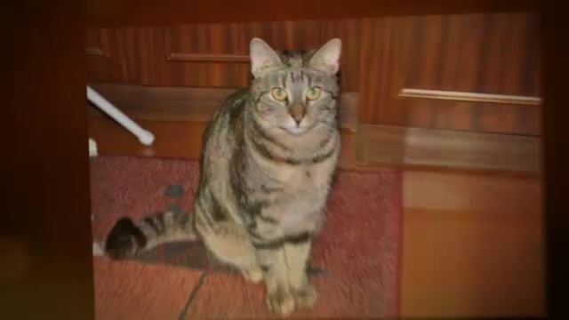 Жар и тепло огня. Видео из фото. смотреть онлайн