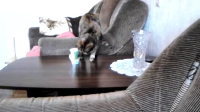 Кошка зарывает чашку. смотреть онлайн