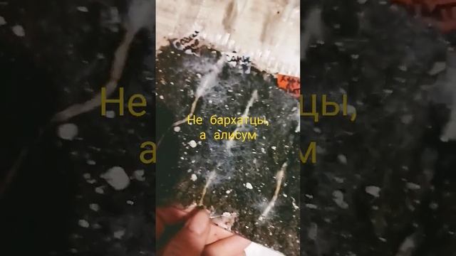Что делать с плесенью на рассаде? Я проветривала. Нужен совет, не обращать внимания?#дача#огород смотреть онлайн