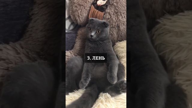 Почему кошка сидит как человек? смотреть онлайн
