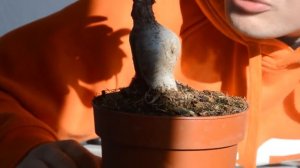 ТОП 5 ошибок начинающего бонсаиста. Новичок в бонсай.