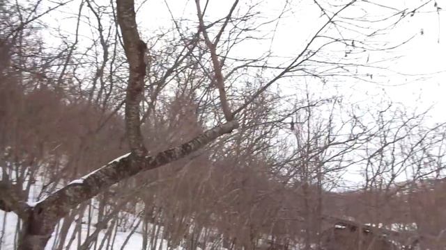 Фундук и мраморный клоп. смотреть онлайн