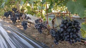 Виноград Натали (Калугин В. М.) Виноградник Король В. Н. 02.08.24г. г.Краснодар т.+7(918)62-41-3 07