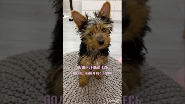 Заходите на наш канал @Dnevnik_Diksi #щенокйорка #йорк #йоркширскийтерьер смотреть онлайн