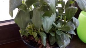 Почему ВЯНУТ листья Эустомы ? ?Одна из самых Простых причин