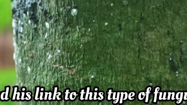 Judas Ear Fungus - Auricularia auricula judae смотреть онлайн