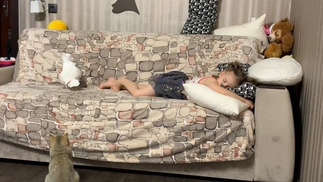 Попугай КАКАДУ играет, кот скоттиш страйт смотрит))) смотреть онлайн