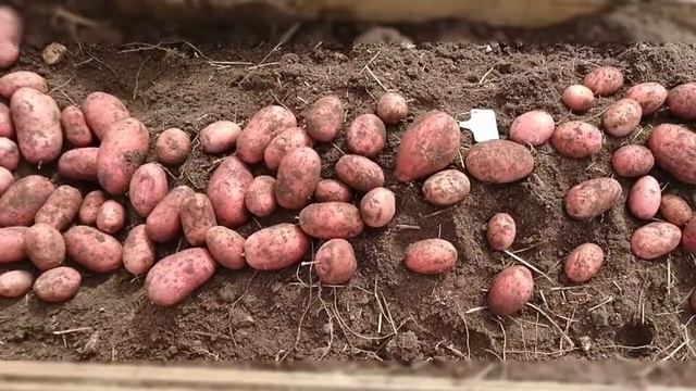 Беллароза Картофель Характеристика Фото смотреть онлайн