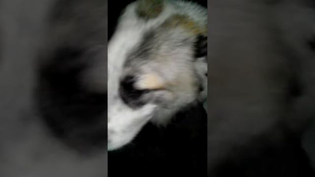 Как приучить алабая смотреть онлайн