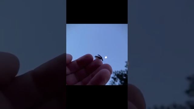 Светлячок. Летний вечер.#светлячок #летнийвечер #вечер #красота #лето2023 смотреть онлайн