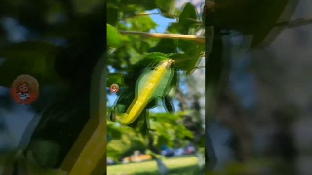 Карагана древовидная обзавелась сережками