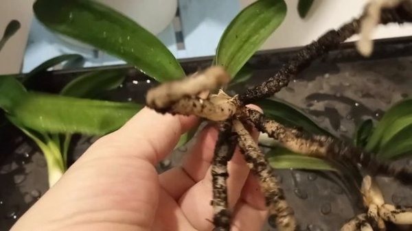 как купить отросток кливии, и с чем его едят. offset and seedling clivias