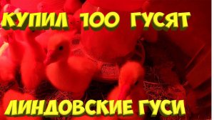 Купил 100 гусят [Жизнь в деревне]