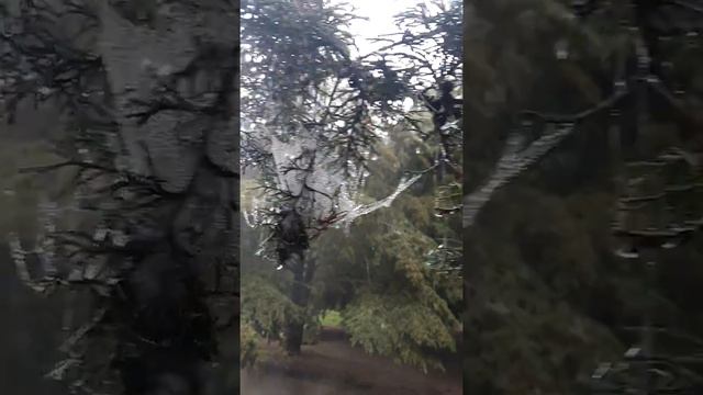 Pancho Poza, Altotonga Veracruz