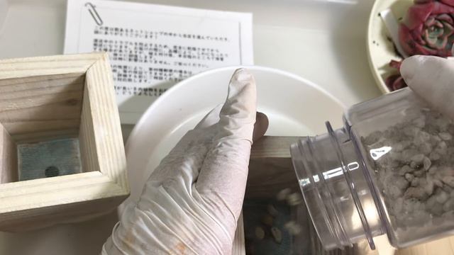 72【多肉紹介】私の多肉用の土の配合/オリジナル鉢植え替えでハブニング発生です！ смотреть онлайн