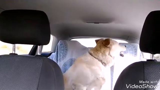 Super happy Gea with dogs смотреть онлайн