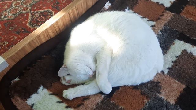 Готовлюсь к весенним посевам! Перцы и баклажаны. Растущая луна в знаке телец .06 .03.2022 г. смотреть онлайн