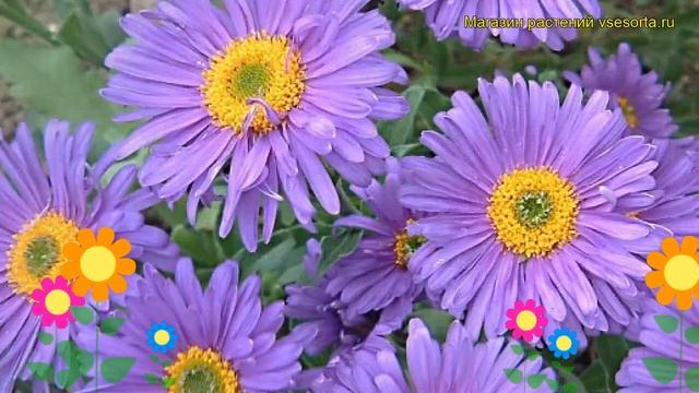 Астра альпийская Данке Шон. Краткий обзор, описание характеристик aster alpinus Dunkle Schöne смотреть онлайн