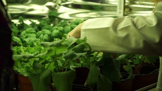 Совместный эксперимент ВНИСИ и ТСХА по исследованию влияния квазимонохроматических облучателей смотреть онлайн