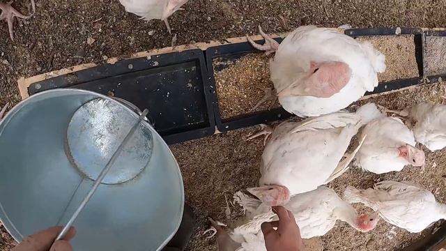 Пополнение в птичьем дворе! [Жизнь в деревне] смотреть онлайн