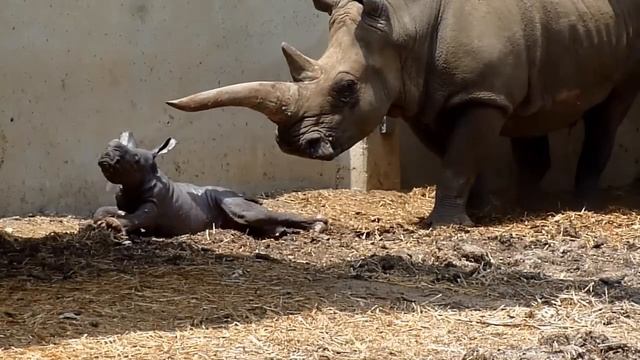 The birth of Terkel смотреть онлайн