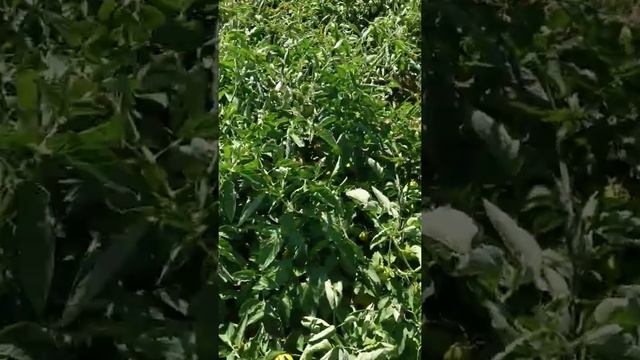 Аленка и солероссо20 августа 2019 г. смотреть онлайн