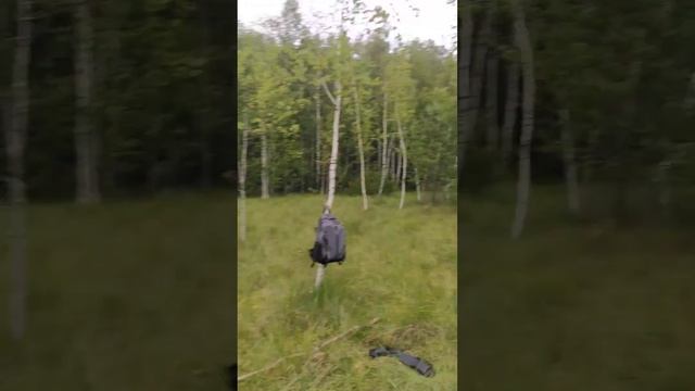 Зачем и как росянка питается насекомыми? смотреть онлайн