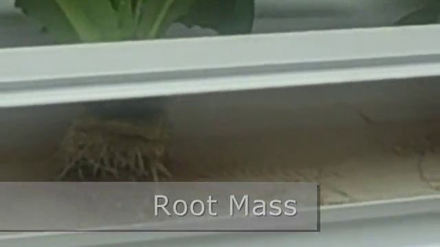 Sure To Grow root mass in an NFT system смотреть онлайн