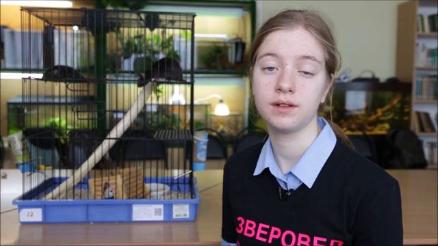 True witch tools. Magical beasts / Магические животные смотреть онлайн