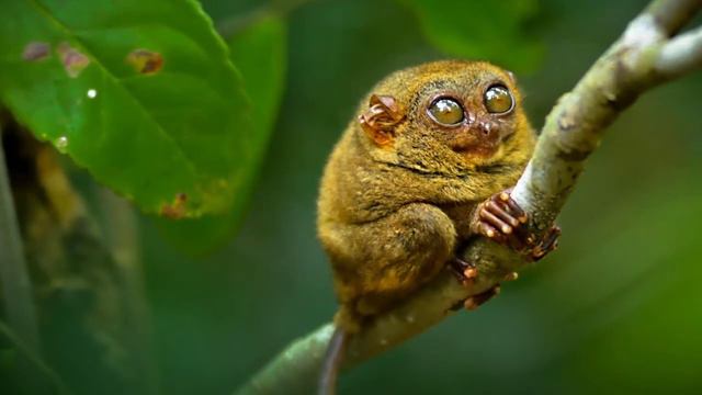 Путешествия с Юрием Бирюковым ФИЛИППИНЫ 10 смотреть онлайн