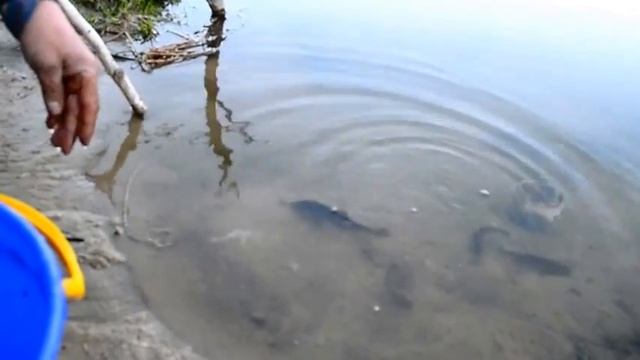 Зарыбление водоёма Мышкино район Пашино смотреть онлайн