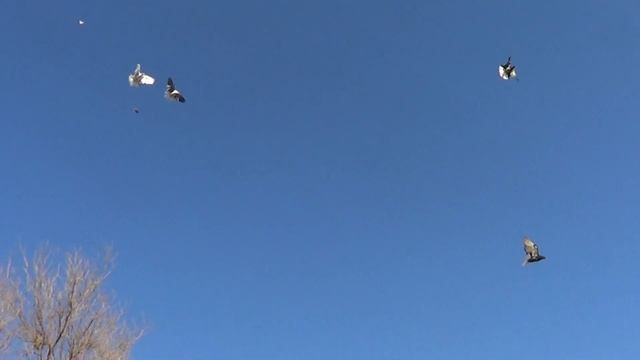 Слава Голуби Зимовники смотреть онлайн