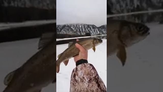 ХАРИУС,УСКУЧ река БИЯ очень много рыбы 23.03.21 смотреть онлайн