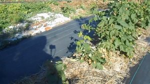 Малина Малиновая гряда, Карамелька, Самохвал, Зюгана, Конёк - горбунок. Первое плодоношение.